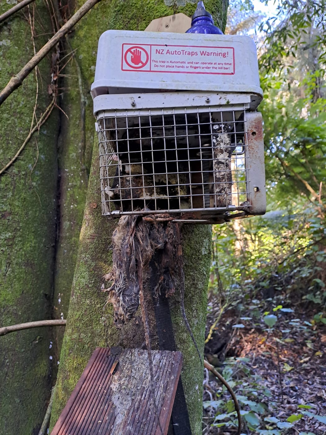 Self Setting predator trap for possums and rats