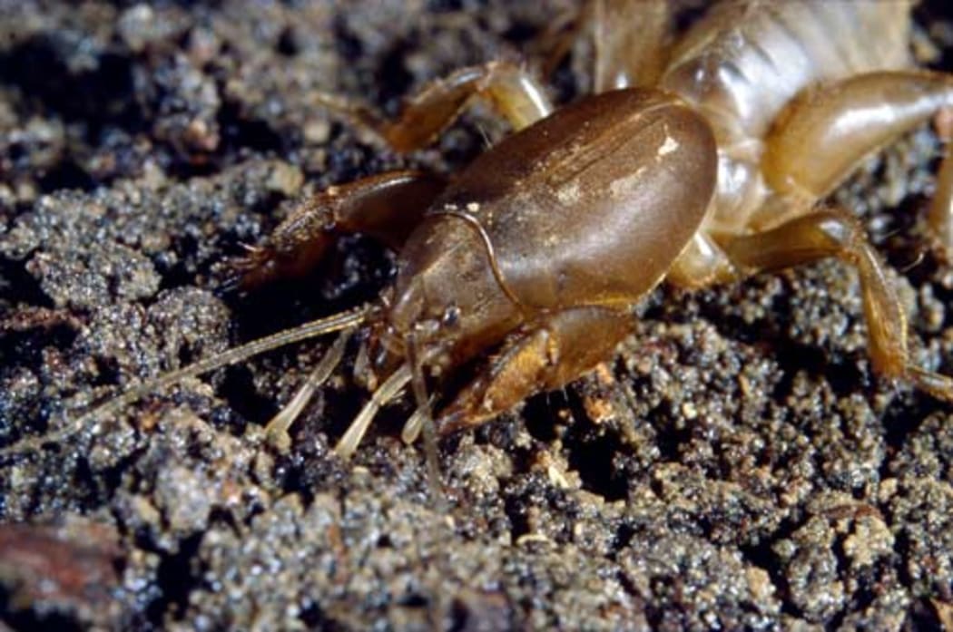 NZ Mole Cricket