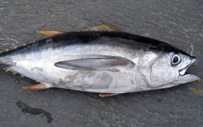 a Big eye tuna