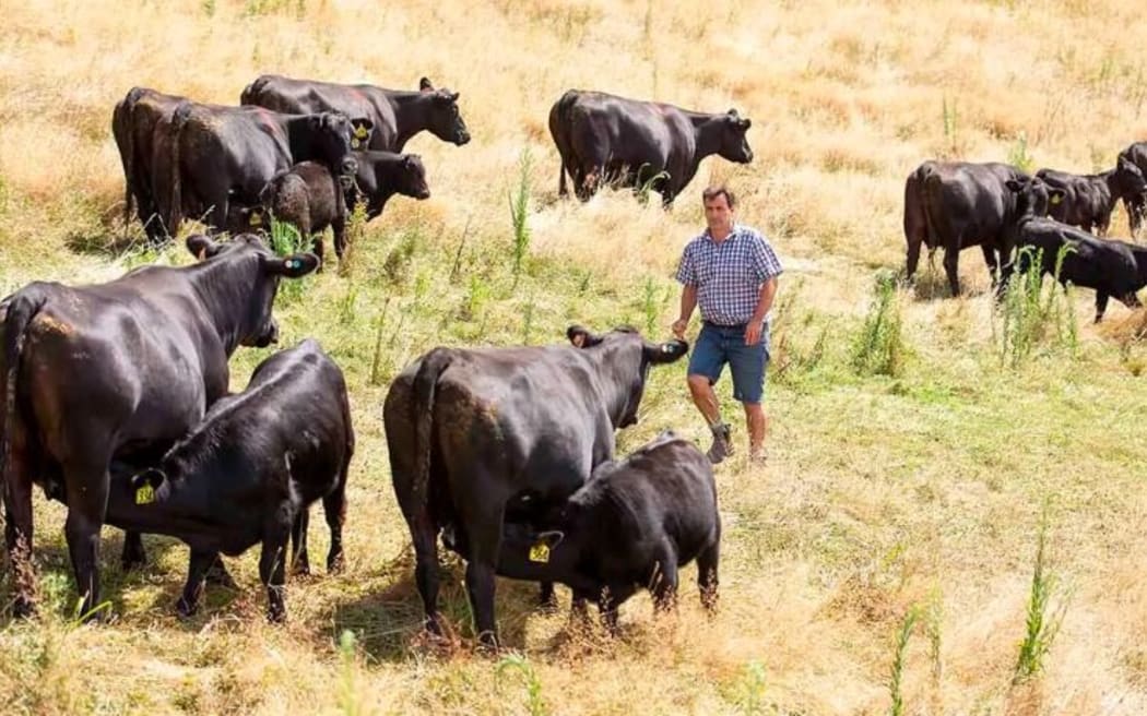 Rissington Cattle Company director Jeremy Absolom out in the paddock.
