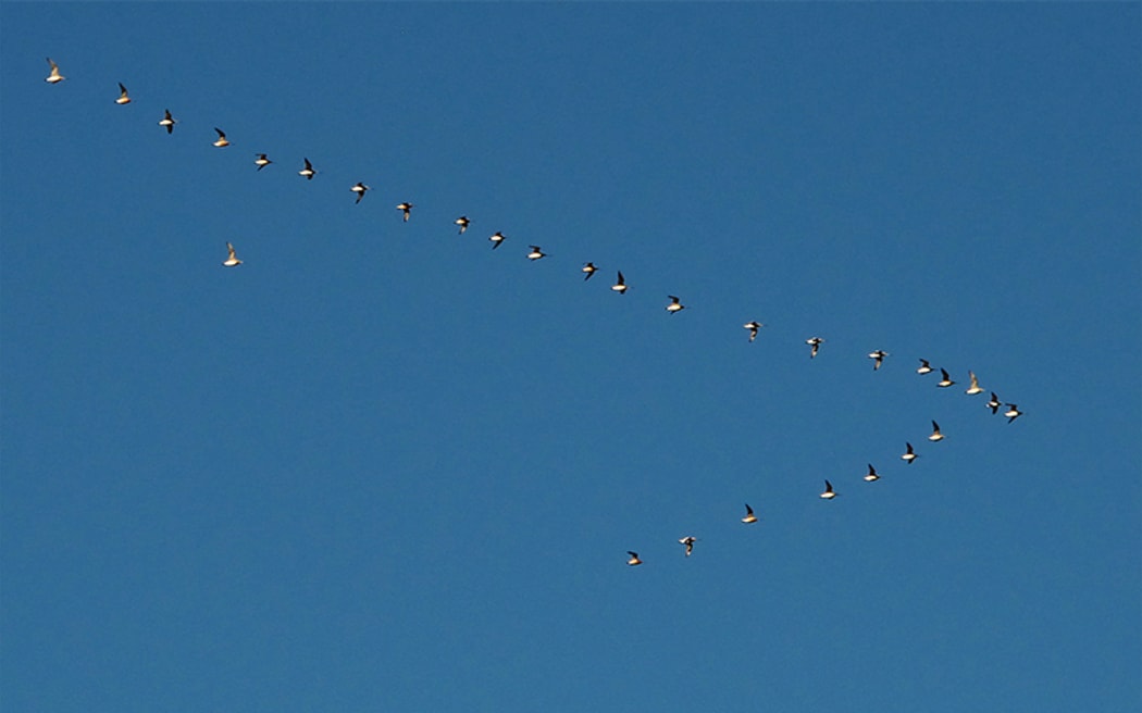 Godwits flying across Auckland skies