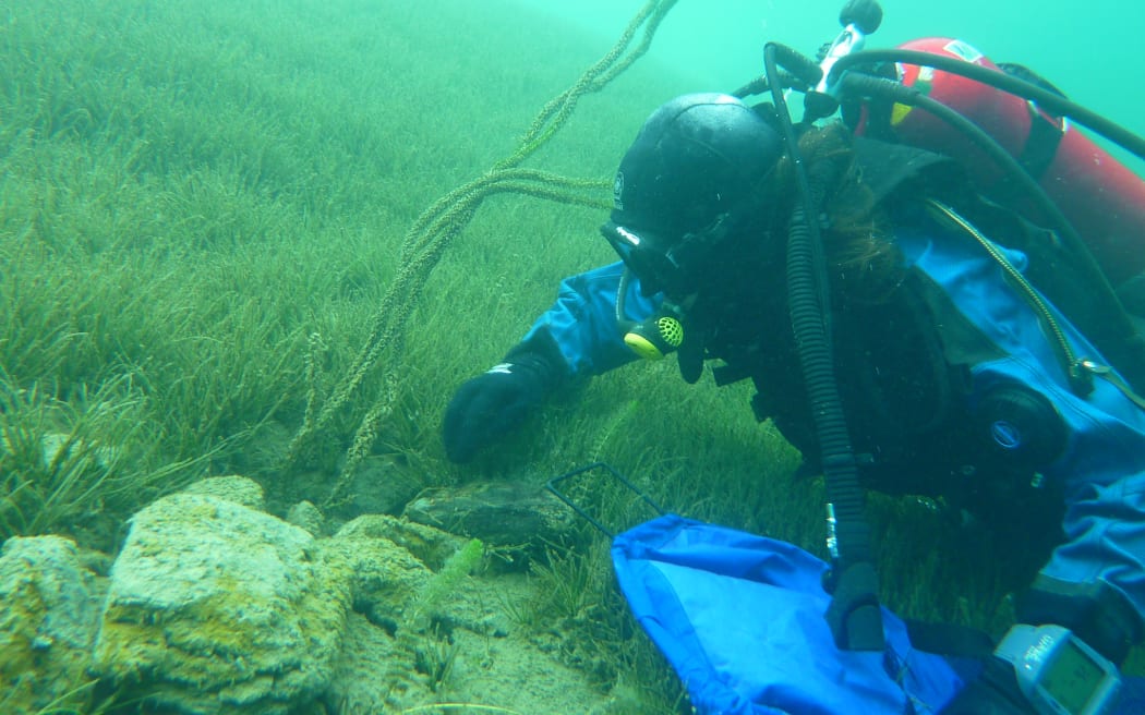 A diver hand weeding lagarosiphon.