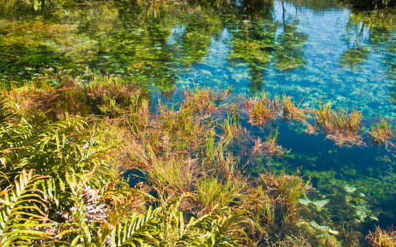 Pupu springs
