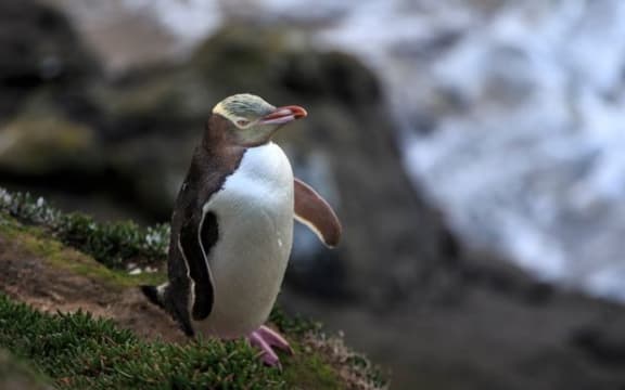 yellow eyed penguins