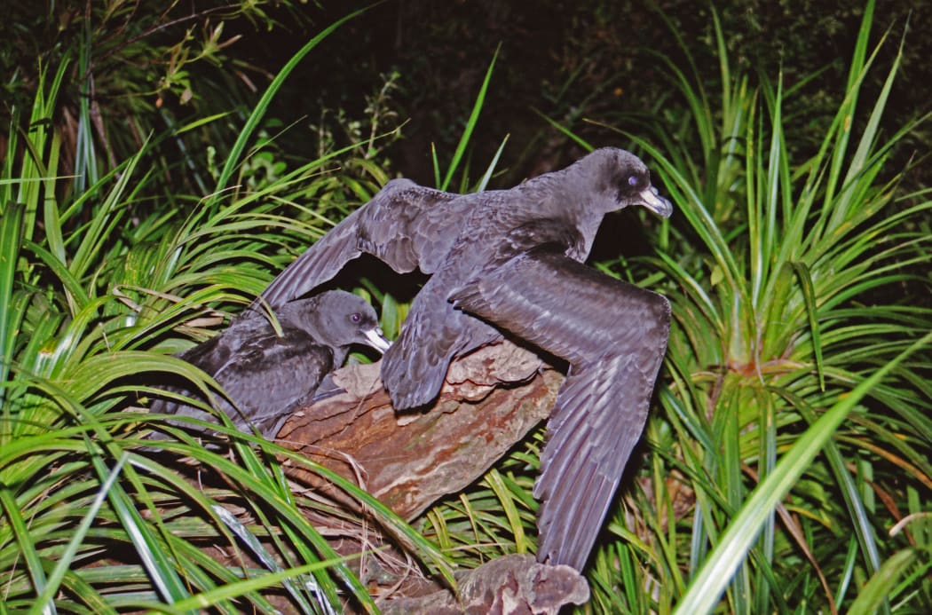 Westland Petrels prepare to take off from a raised launch site in their forested breeding grounds