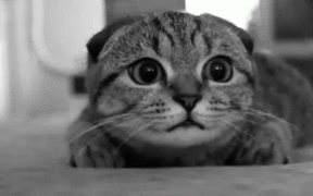 Cat gif