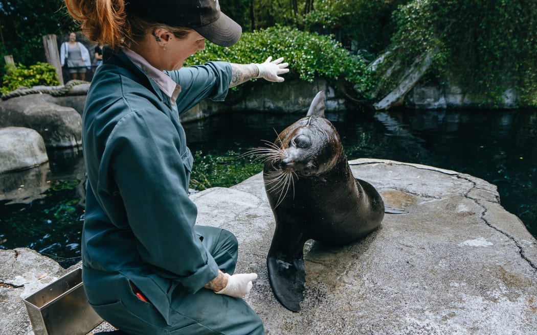 Auckland Zoo announced its 20-year-old subantartic fur seal named Ōrua was euthanised on Thursday, 11 December 2025.