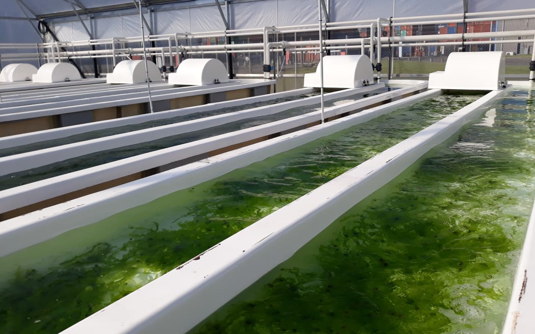 The macroalgae research facility at the University of Waikato Coastal Marine Field Station in Tauranga