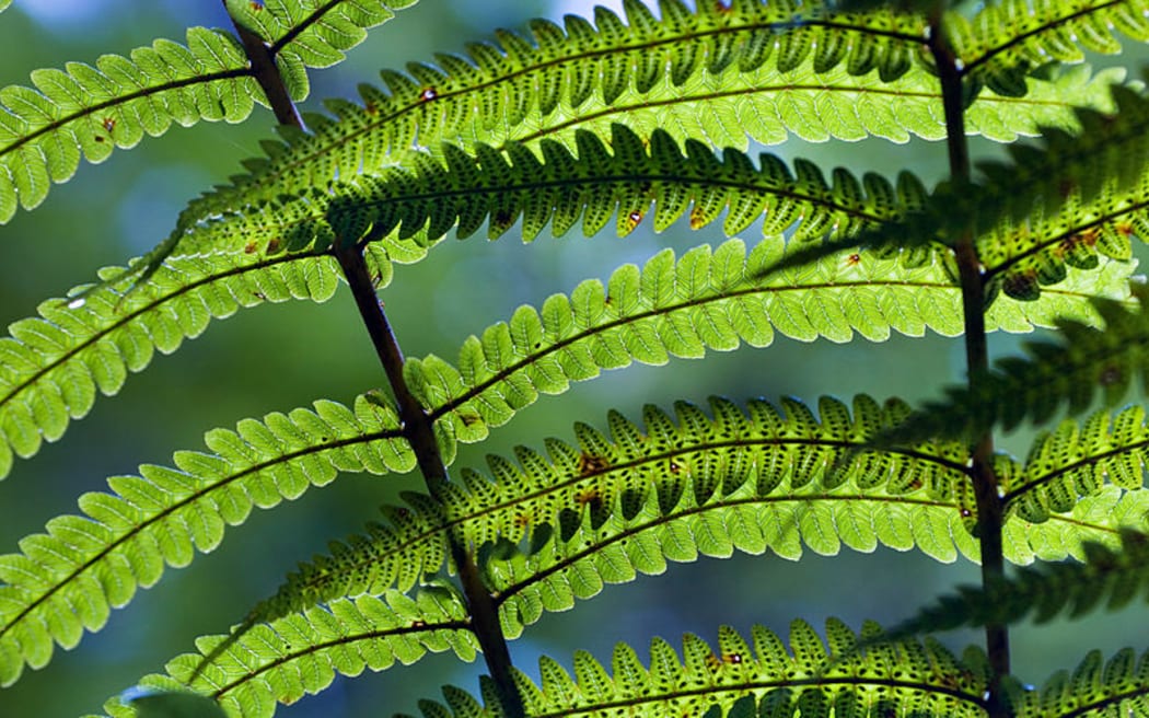New Zealand fern