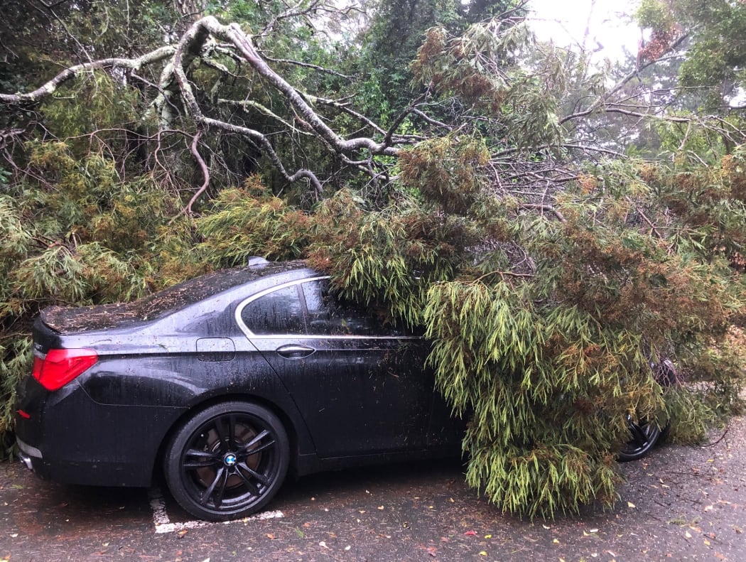 Strong winds in Auckland overnight brought a tree down over a car in Beach Haven.