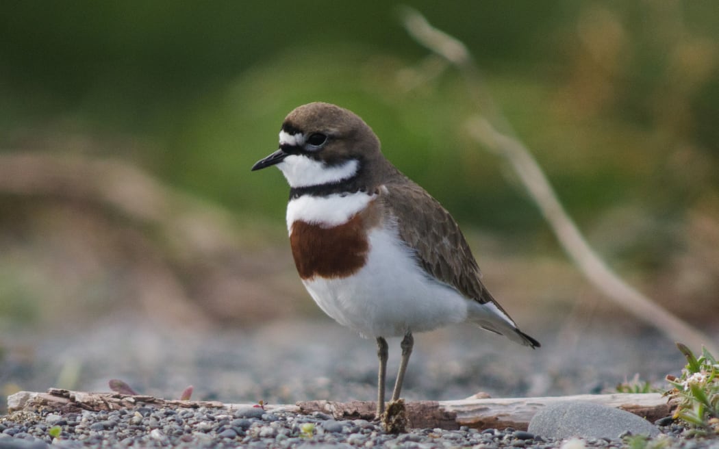 A male banded dotterel.