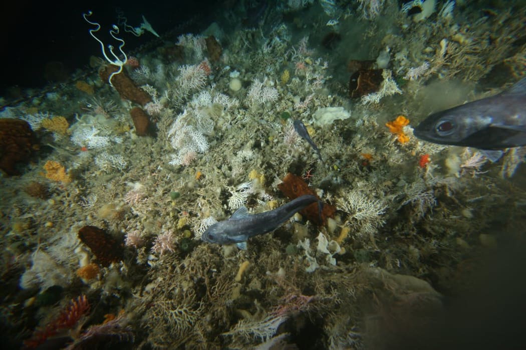 Most Antarctic fish have evolved ‘anti-freeze blood’ allowing them to survive in water temperature below zero degrees