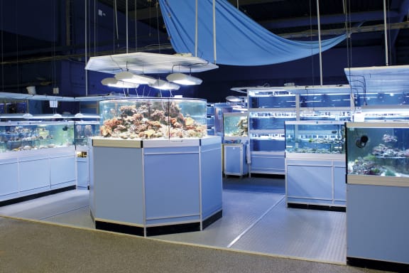 World s biggest pet shop RNZ