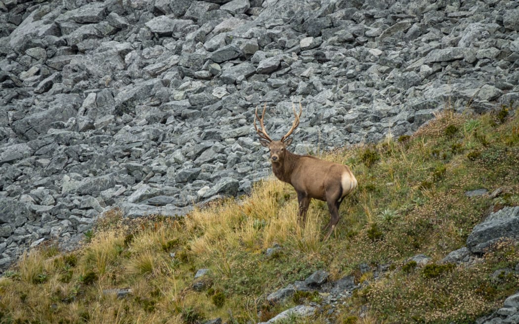Fiordland wapiti