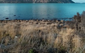 A view across Lake Ohau with a snowy peak in the background.