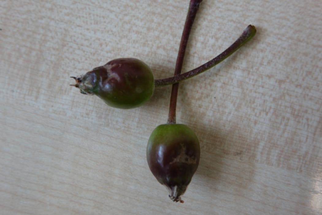 The young fruit showing russet from a fungicide spray.