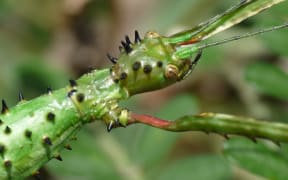 Prickly Stick Insect