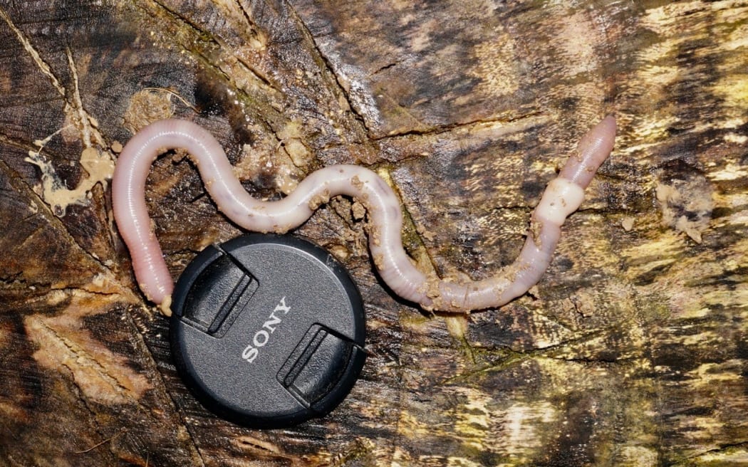 NZ Earthworm