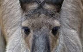 kangaroo