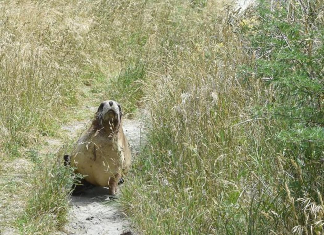 A sea lion moves quickly down a path near Smaills Beach yesterday.