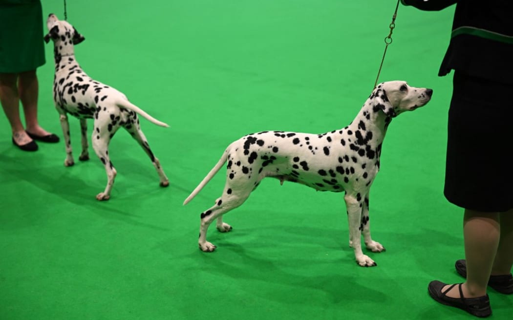 Dalmatians are judged in the Toy and Utility class on the first day of the Crufts dog show at the National Exhibition Centre in Birmingham, central England, on March 7, 2024. (Photo by Oli SCARFF / AFP)