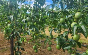 Passionfruit on the vine in Vietnam.