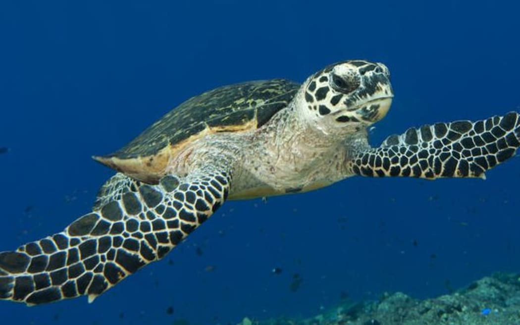 Hawksbill sea turtle