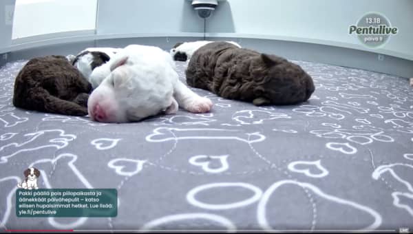 It isn't non-stop action, as puppies can spend up to 20 hours a day asleep.
