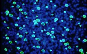 Bacterium