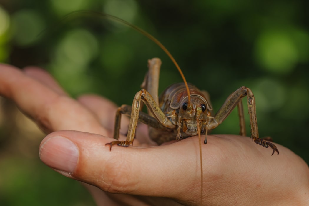 A wētāpunga - giant wētā - to be released on Motuihe.