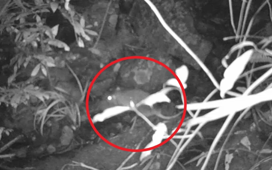 Trail cam image of a rat devouring eggs in a shortjaw kōkopu nest in Waipoua Forest last year.