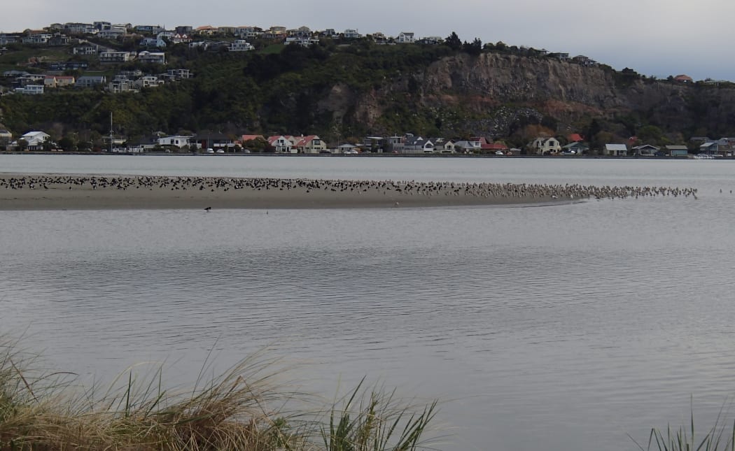 At every high tide during summer, bar-tailed godwits and variable oystercatchers gather on a small sand island near South Spit, in the Heathcote Avon estuary.