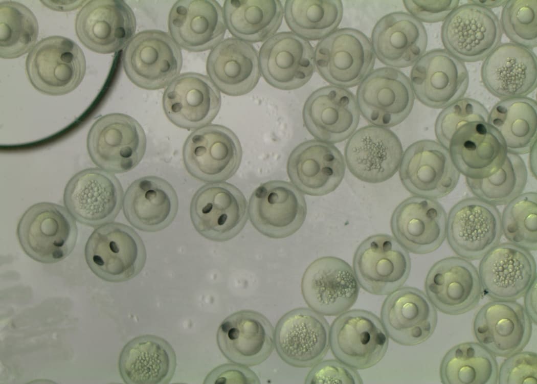 Koaro larvae that are a few days old - they are curled up inside the egg and their eyes are very prominent.