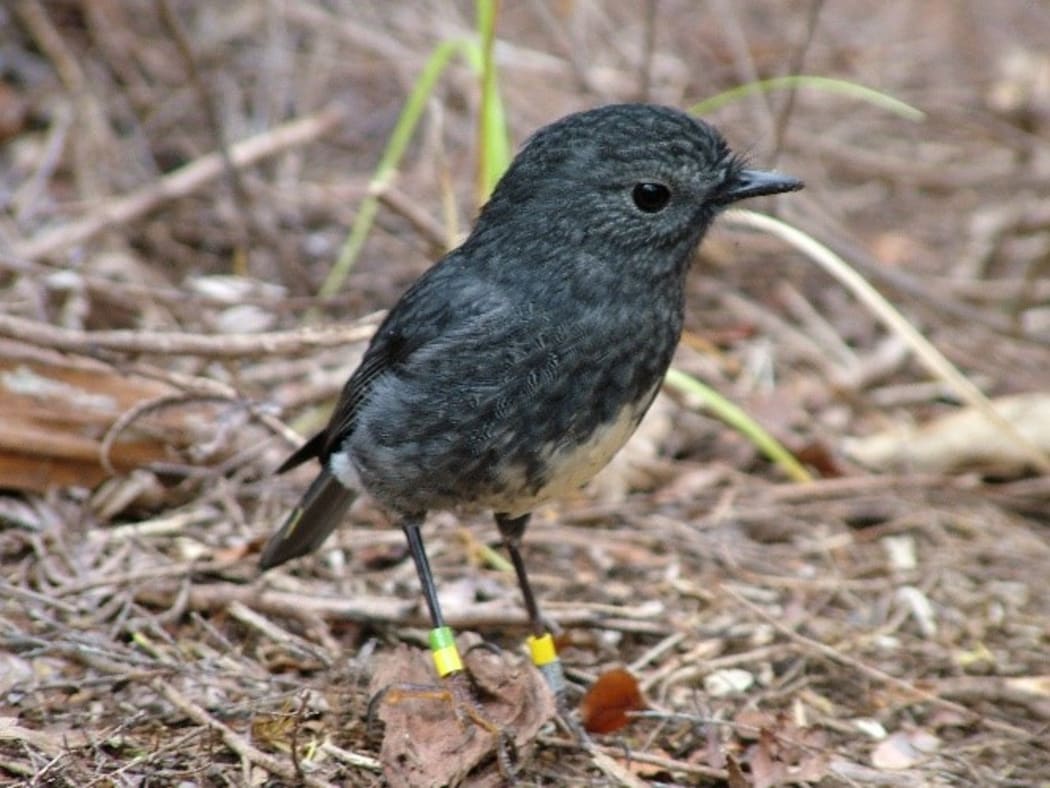 North Island Robin on Aotea Great Barrier Island