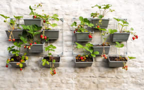 Rows of strawberry plants in a vertical garden hanging on a wall in a small patio