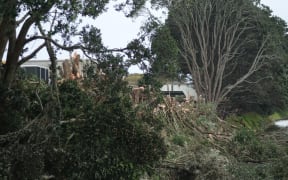 One Waitara resident thought it looked a bit stark without the trees.