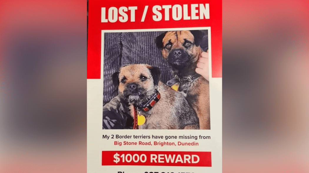 Dunedin family desperate to find missing dogs RNZ