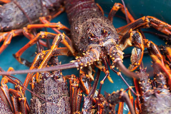 Freshly caught crayfish at Nins Bin.