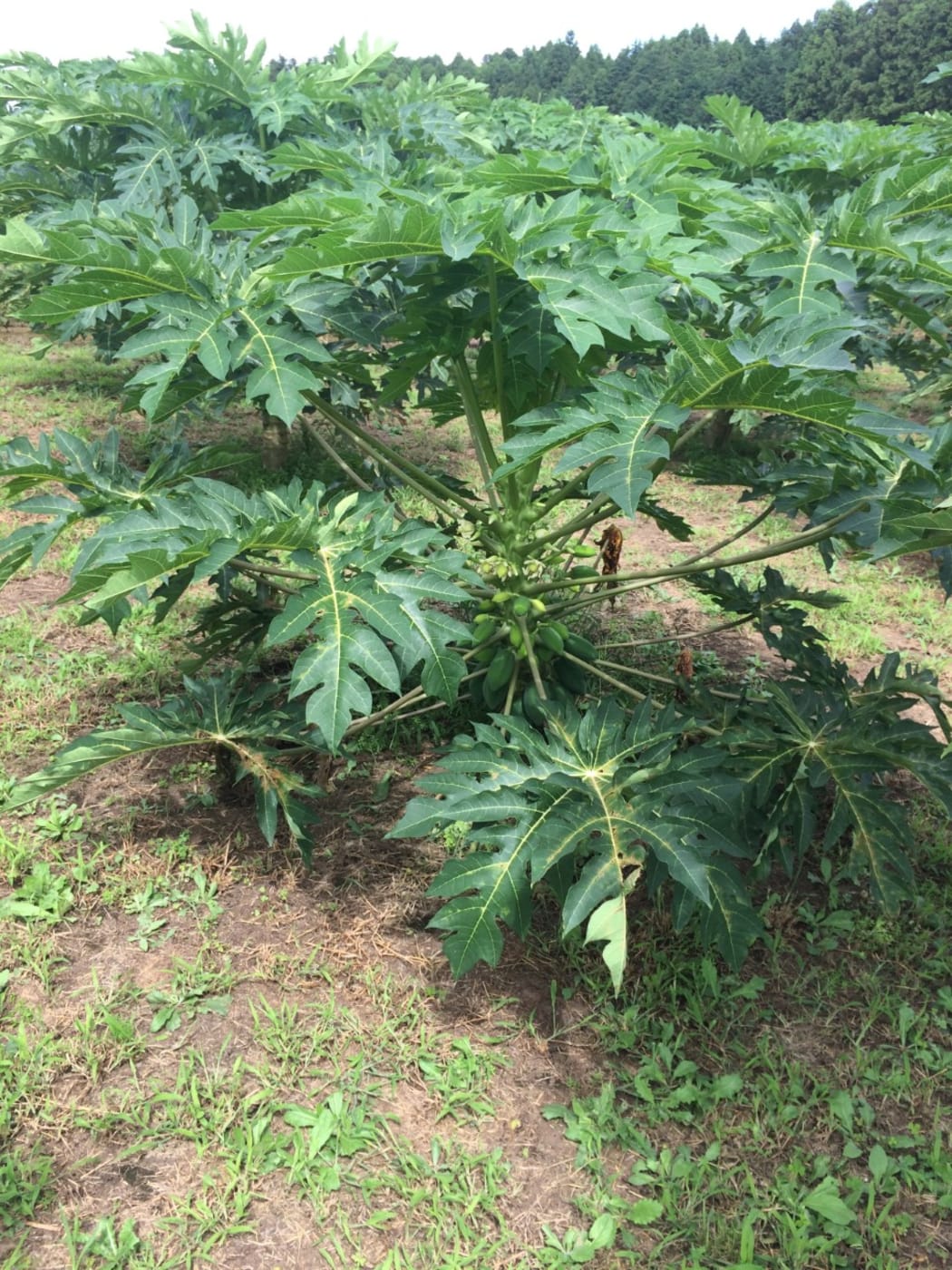 A papaya tree prior to harvest.