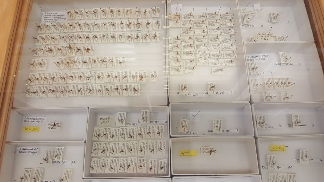 Specimens of parasitoid wasp housed in the New Zealand Arthropod Collection.