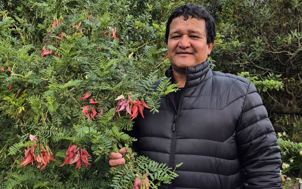 Graeme Atkins, a former DOC ranger, has been helping protect plants like the ngutukākā or kakabeak.