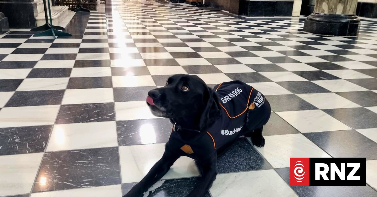 Dogs take home top prize at Search and Rescue Awards | RNZ