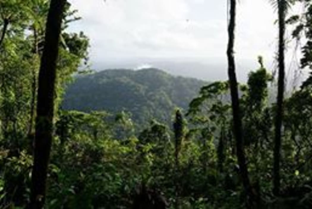 A tropical rainforest on Malaita in Solomon Islands.