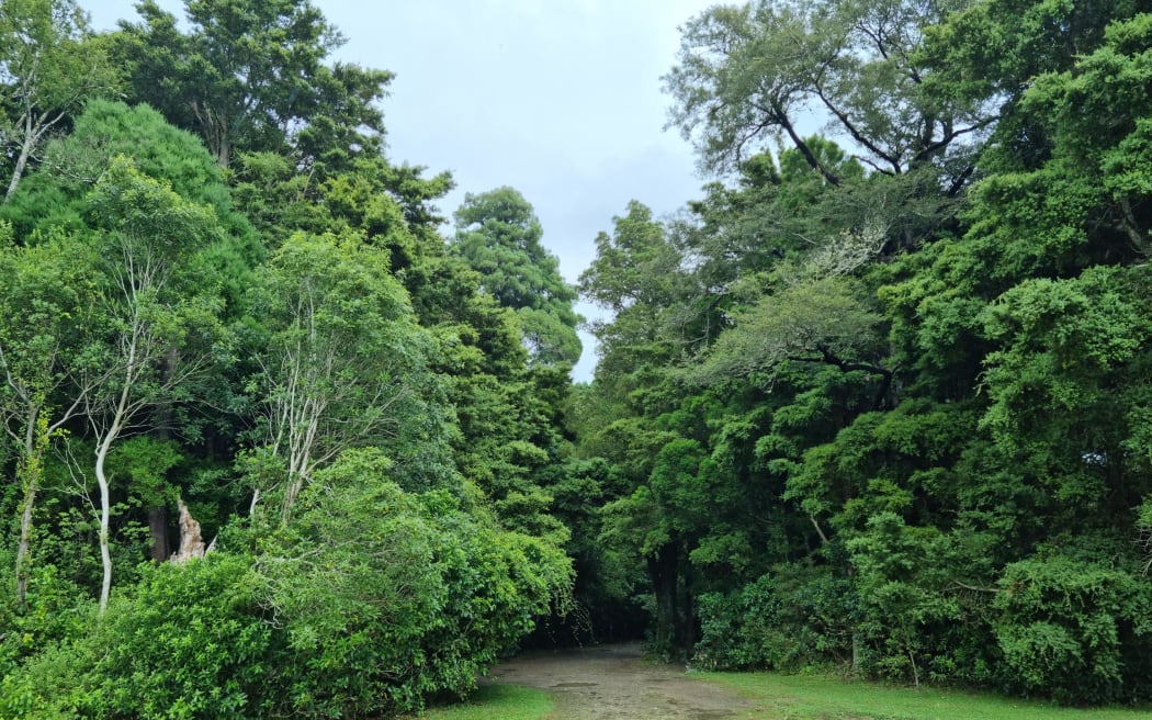 The Carluke Reserve is a small remnant lowland podocarp forest of seven hectares.