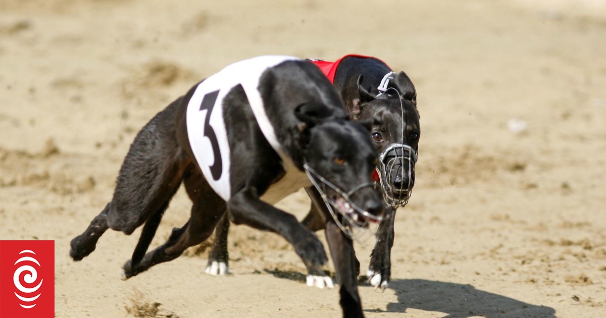 Greyhound Racing New Zealand calls for clarity ahead of ban