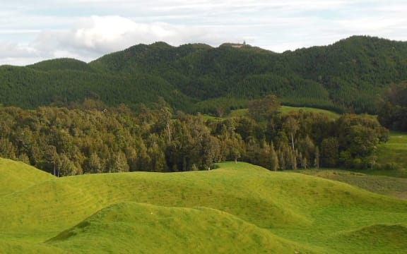 Carol and Steve Ring's QEII covenant is a 4.5 hectare patch of original bush in a sea of farmland and forestry.