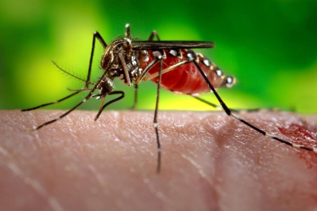 Mosquito