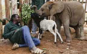 Nania, her keepers and Celine Sissler-Bienvenu, walked 14kms with Nania to her new home. Along the way, the team stopped to feed and give her a mudbath.