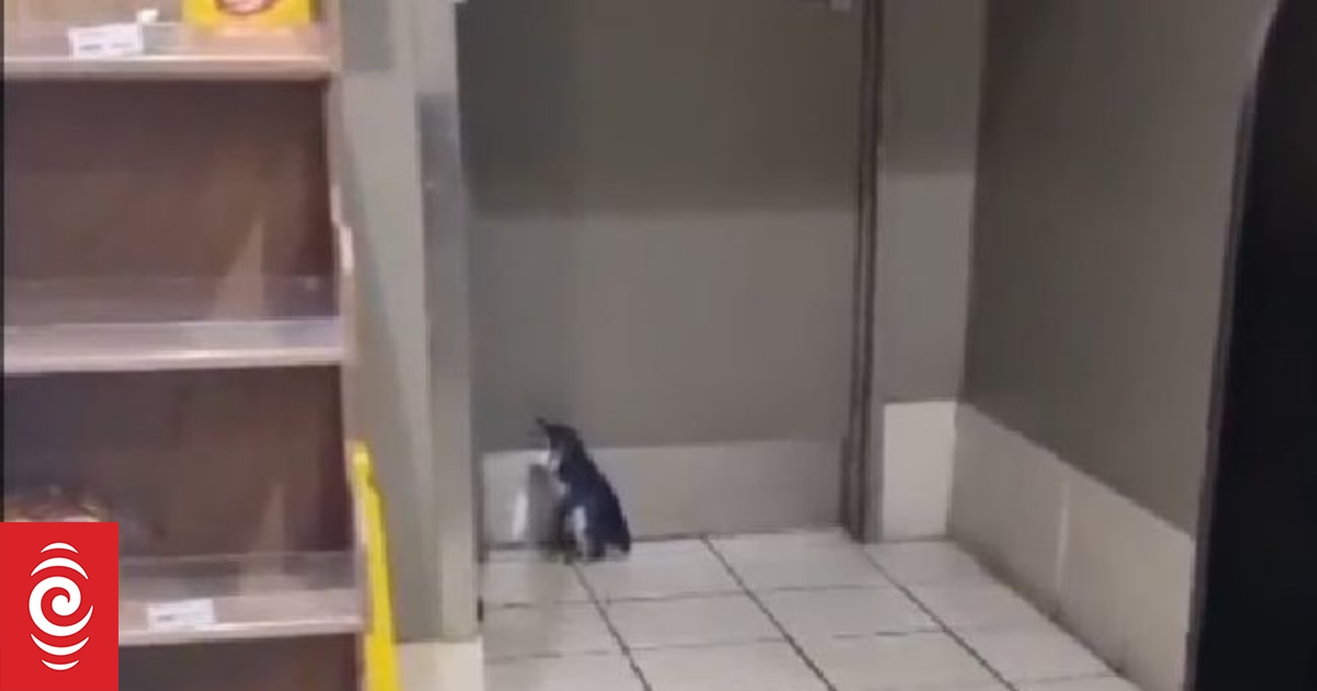 Penguin helped back to the wild after wandering into Oamaru service station - Vimarsana News
