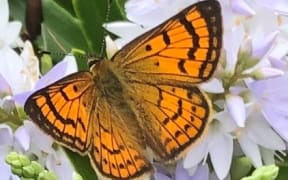 Copper butterfly at Balmoral Heights Park, Mt Eden, Auckland.
